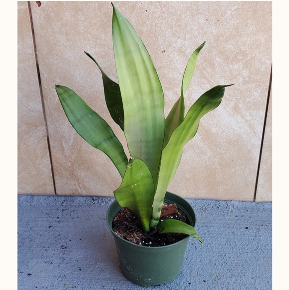 Sansevieria Moonlight | 4" pot - Picture 4 of 5